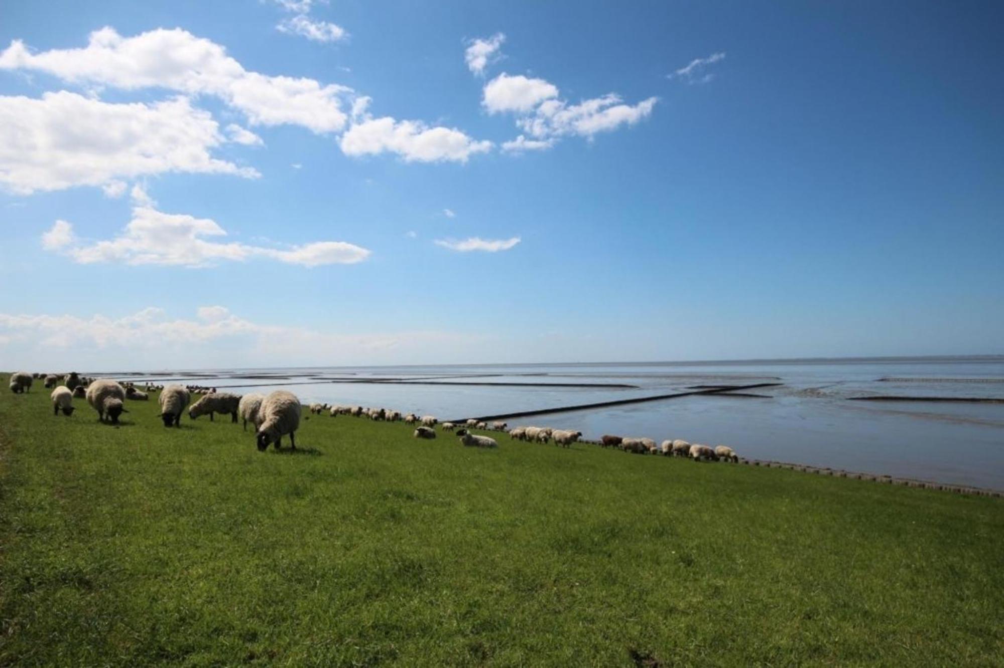 Grosse Nordseewelle Ohne Hund Norden Kültér fotó